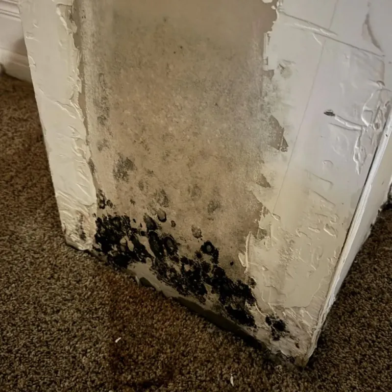 Professional Mold Removal in Jackson, TN